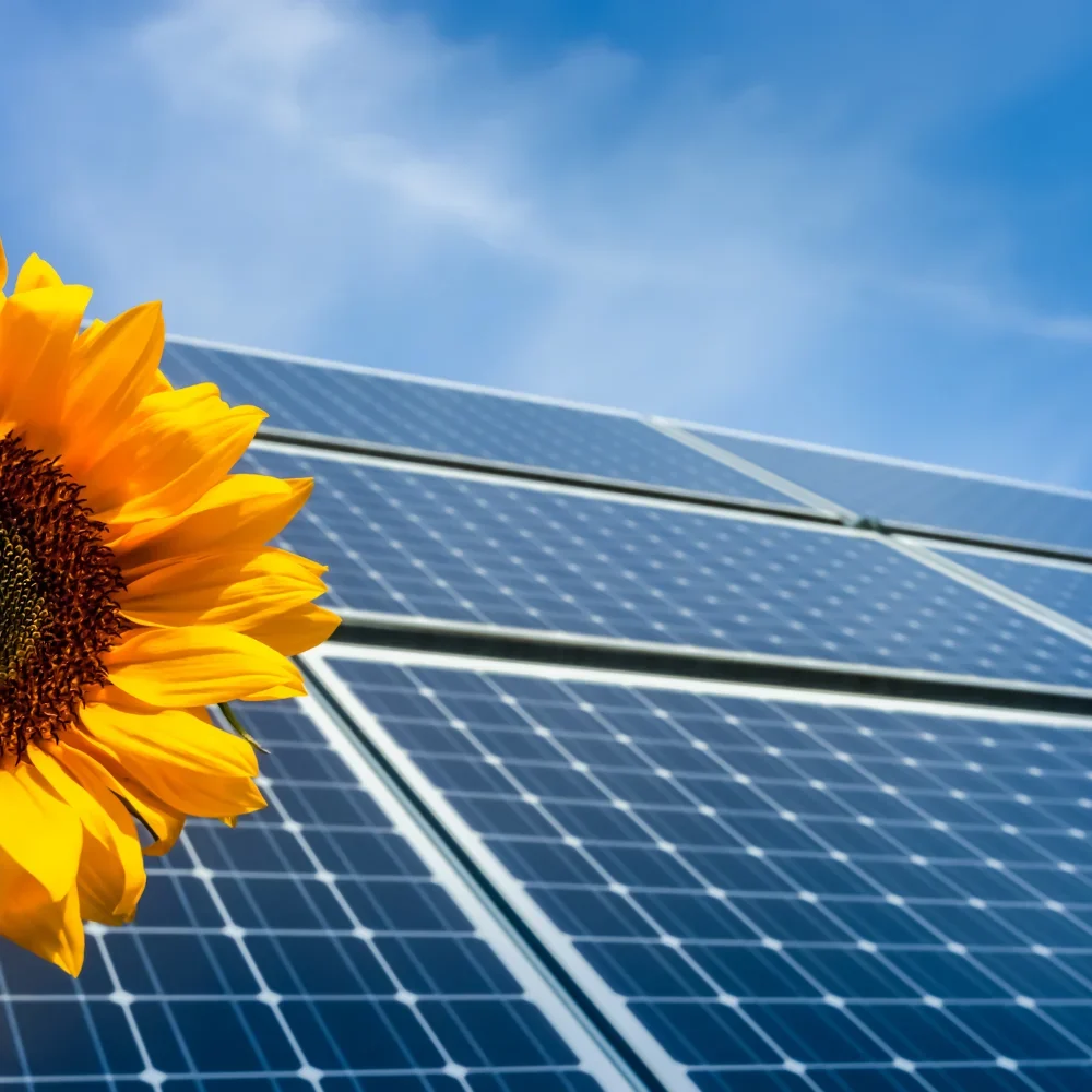 solar-energy-sunflower